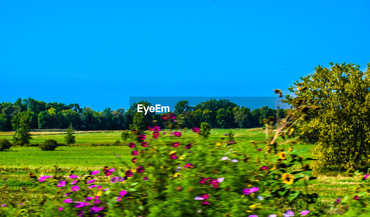 SCENIC VIEW OF FLOWERING PLANTS ON FIELD AGAINST CLEAR SKY