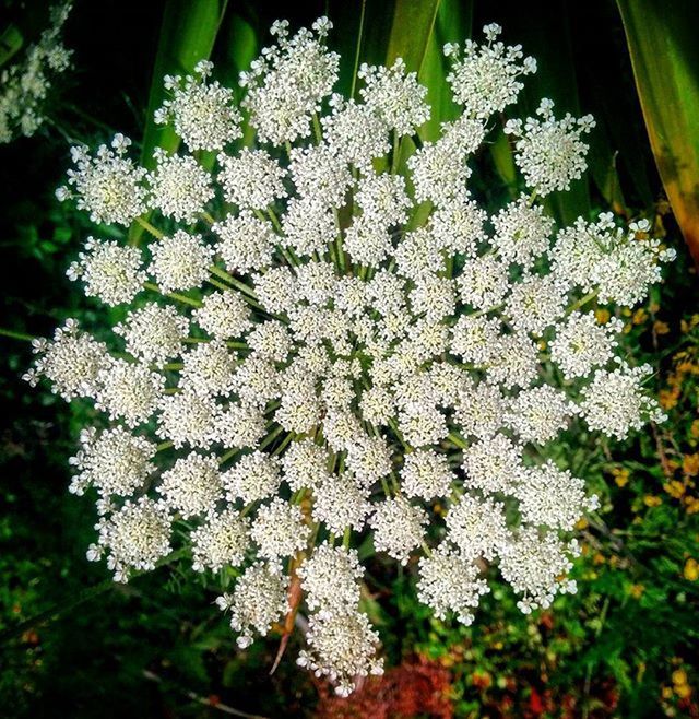 CLOSE-UP OF WHITE FLOWERS BLOOMING OUTDOORS