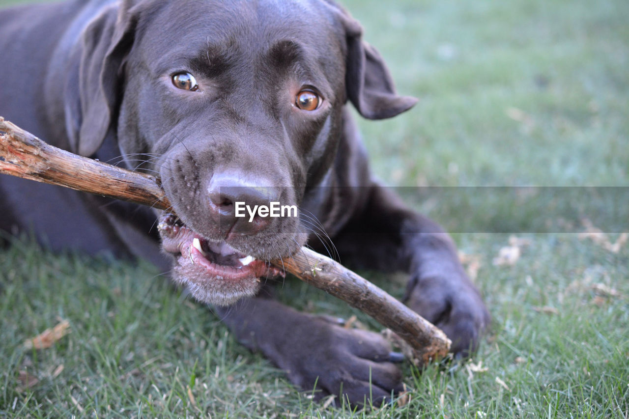 Portrait of dog carrying stick on field