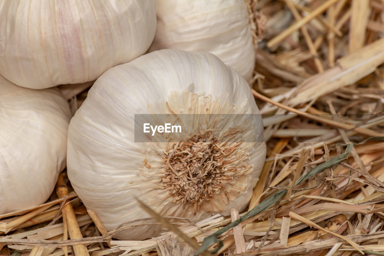 Organic raw garlic bulbs on straw background, allium sativum