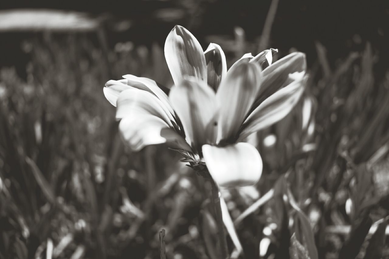 CLOSE-UP OF CROCUS FLOWERS