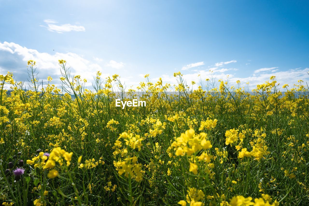 YELLOW FLOWERING PLANTS ON FIELD