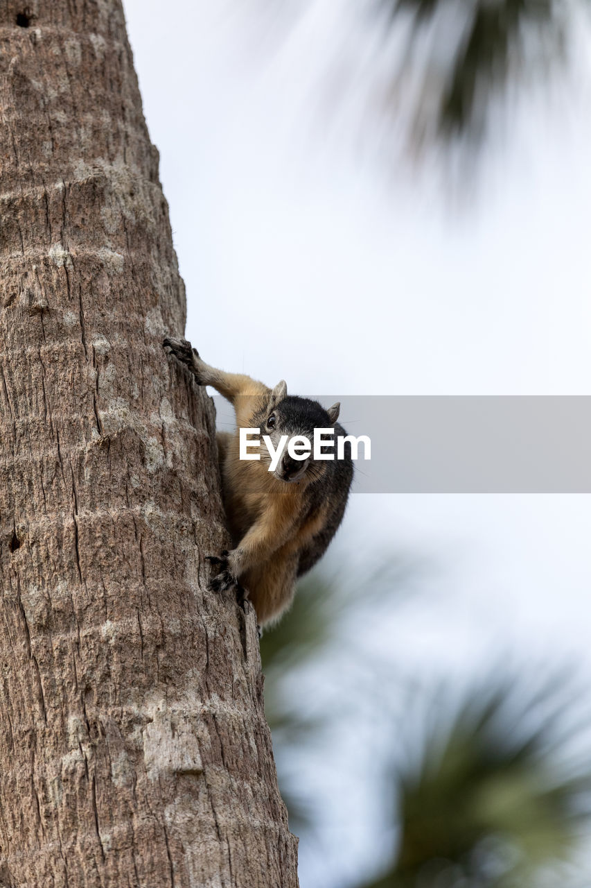 Alert big cypress fox squirrel sciurus niger avicennia gathers nuts on a tree branch in summer 