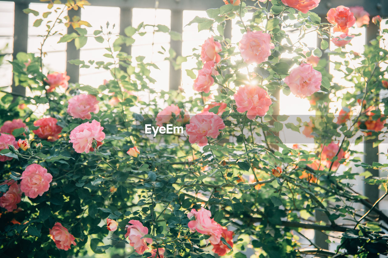 Close-up of pink flowering plants
