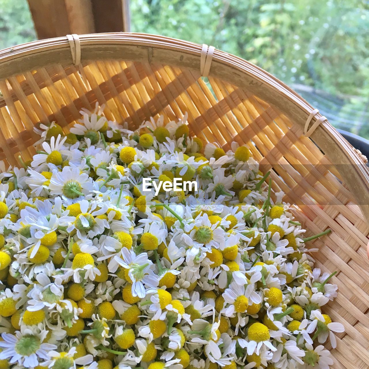 CLOSE-UP OF FRESH YELLOW FLOWERS WITH BASKET IN WICKER