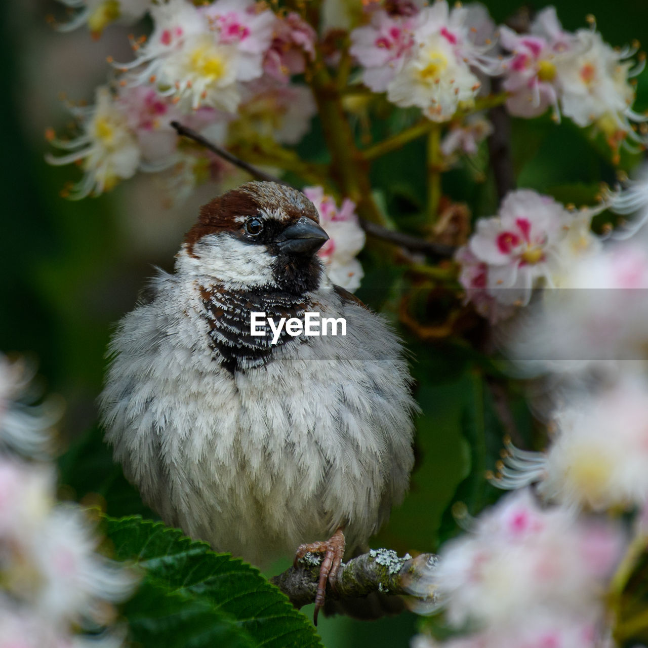 Close-up of sparrow on flowering tree. 