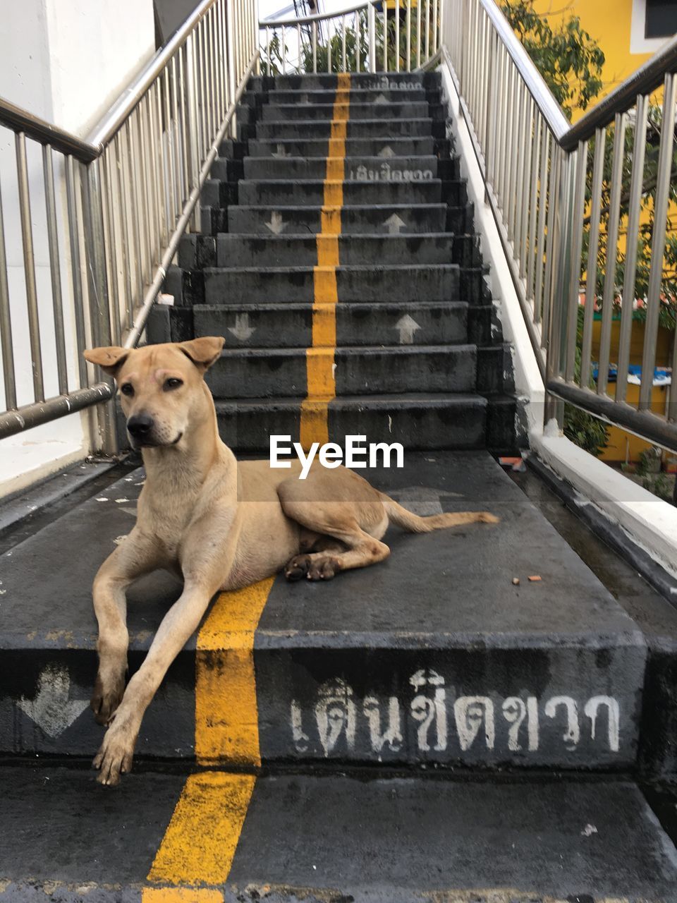 DOG LYING ON STEPS