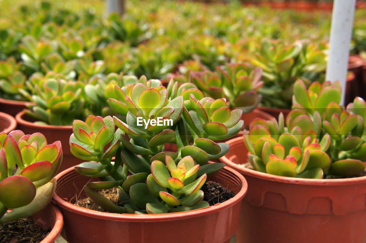 CLOSE-UP OF SUCCULENT PLANT