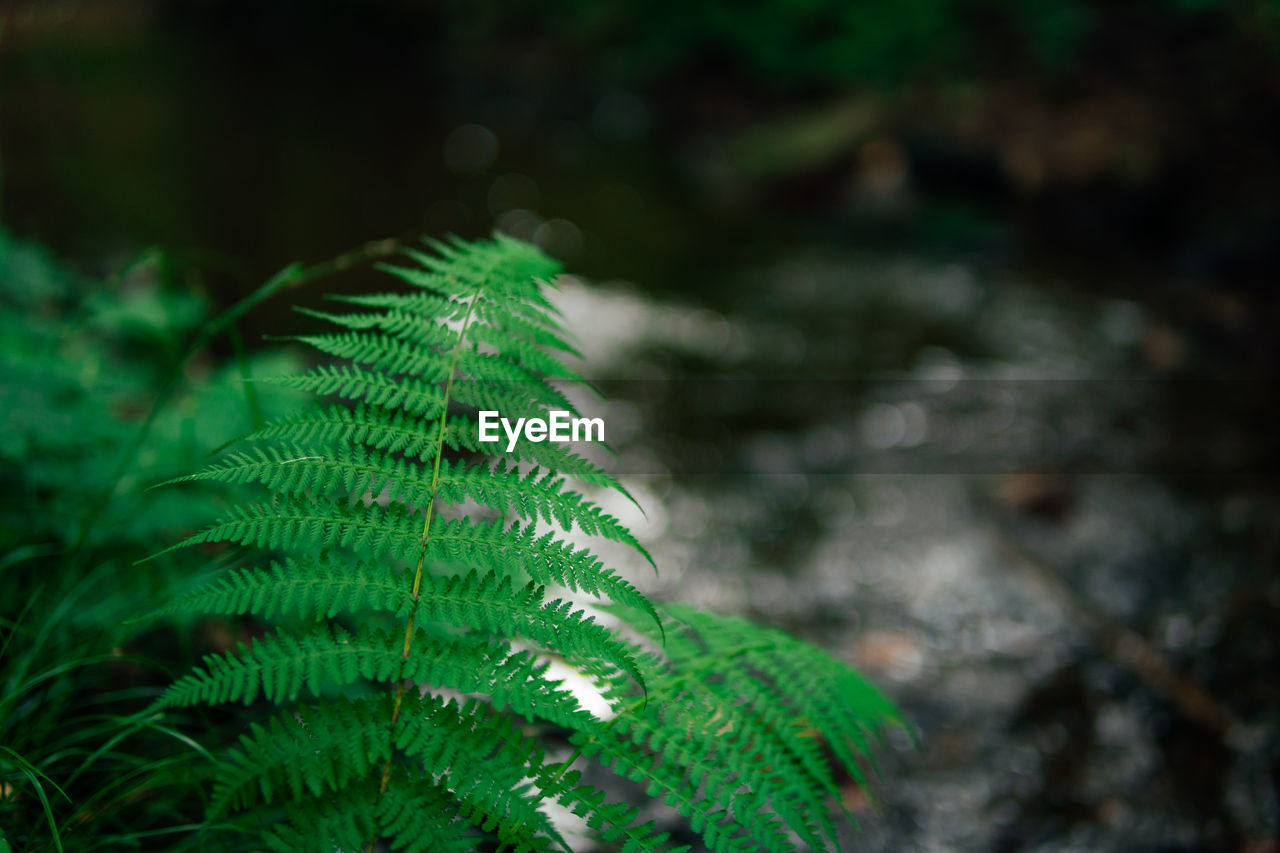 Close-up of fern leaves