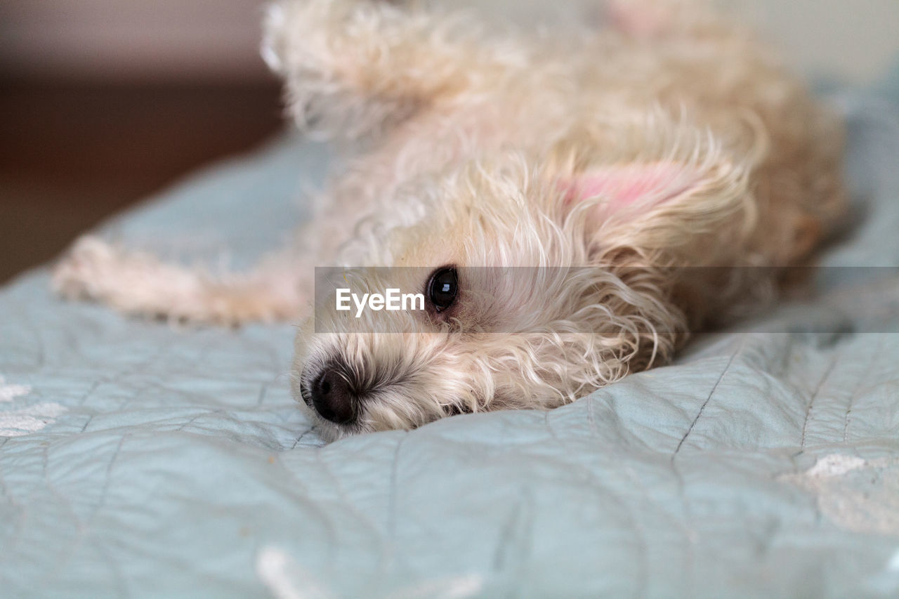 Napping white west highland terrier dog lays on a bed with blue sheet.