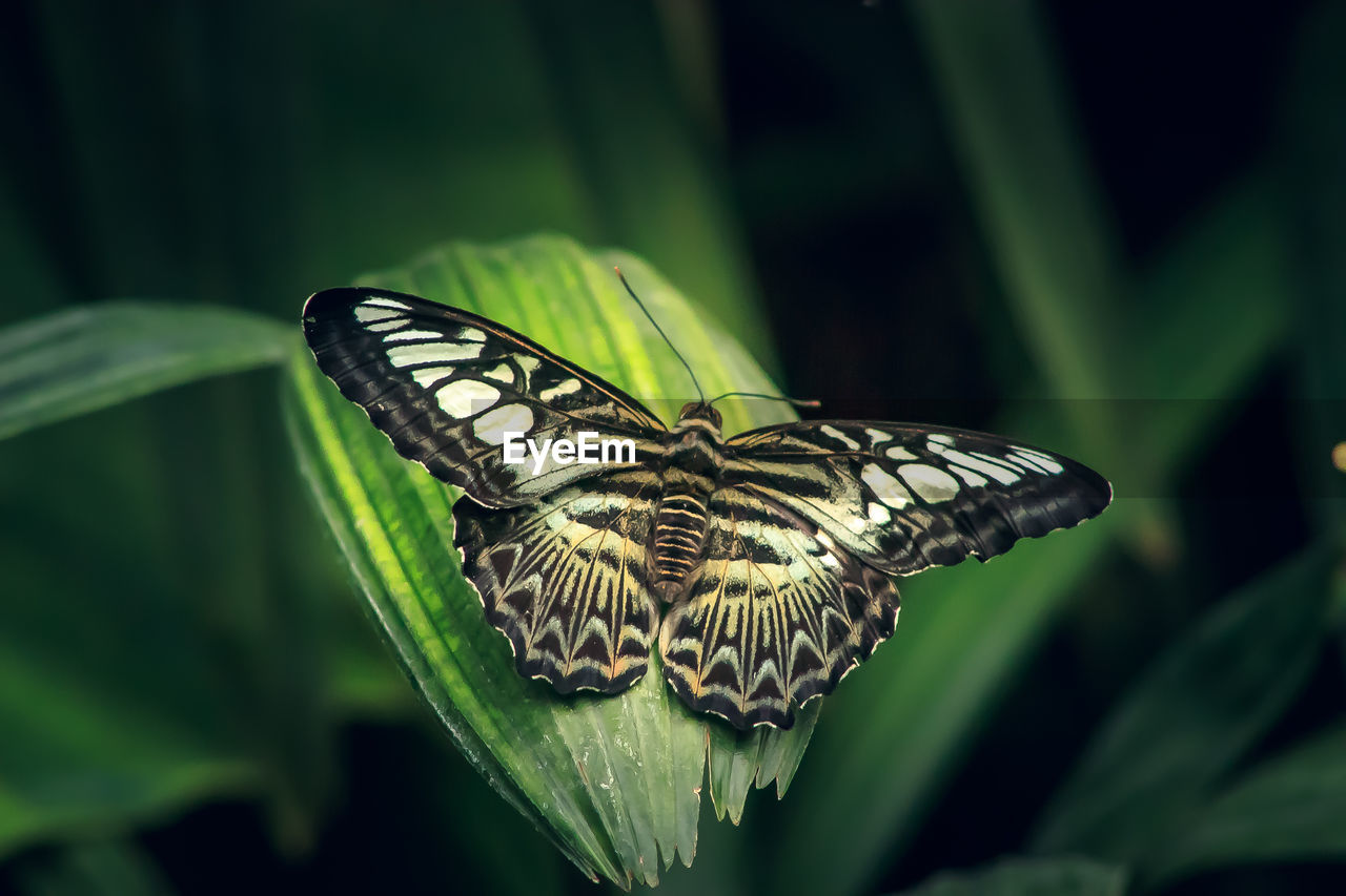 BUTTERFLY ON A LEAF