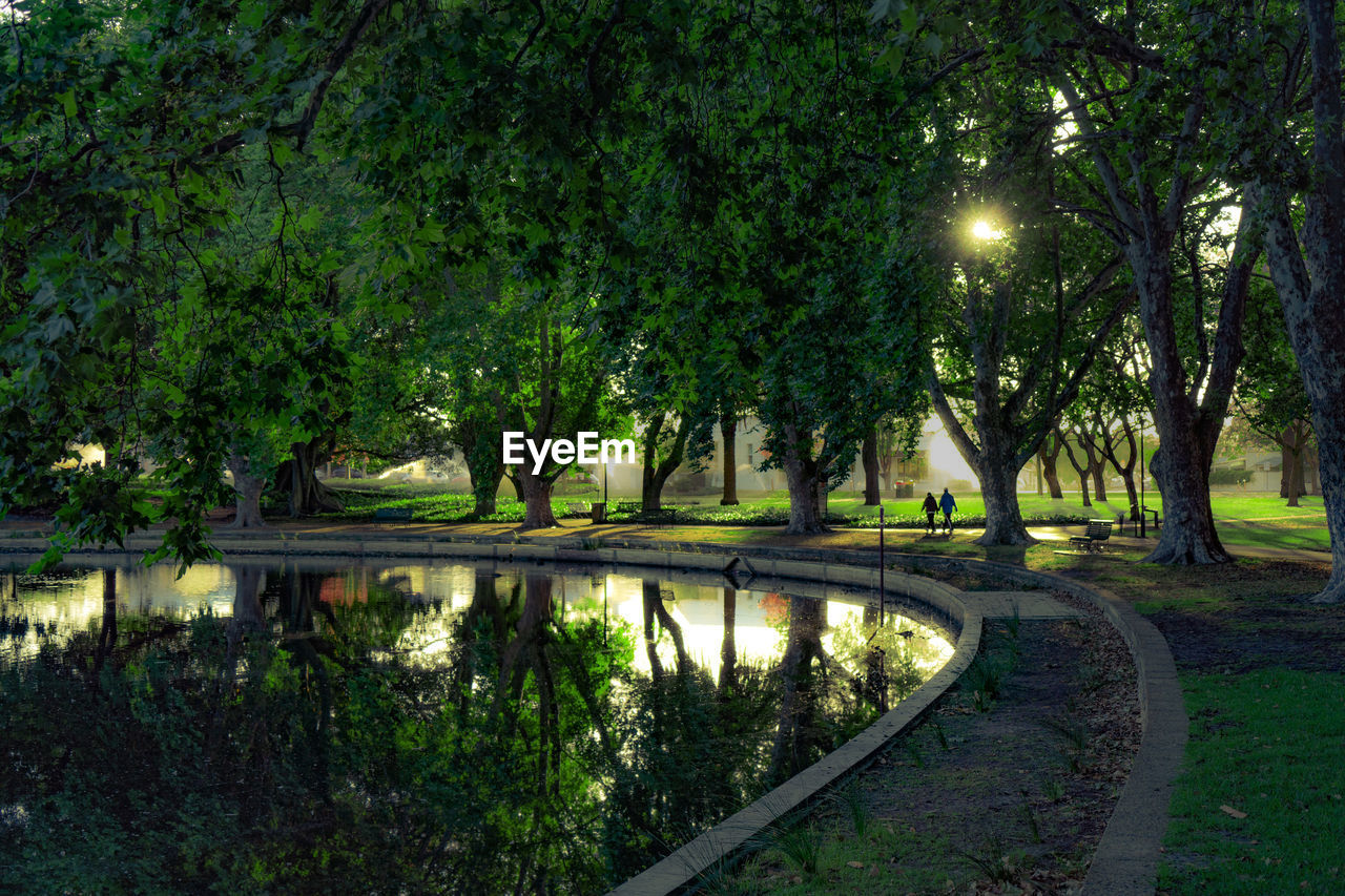 Trees by lake in park at night