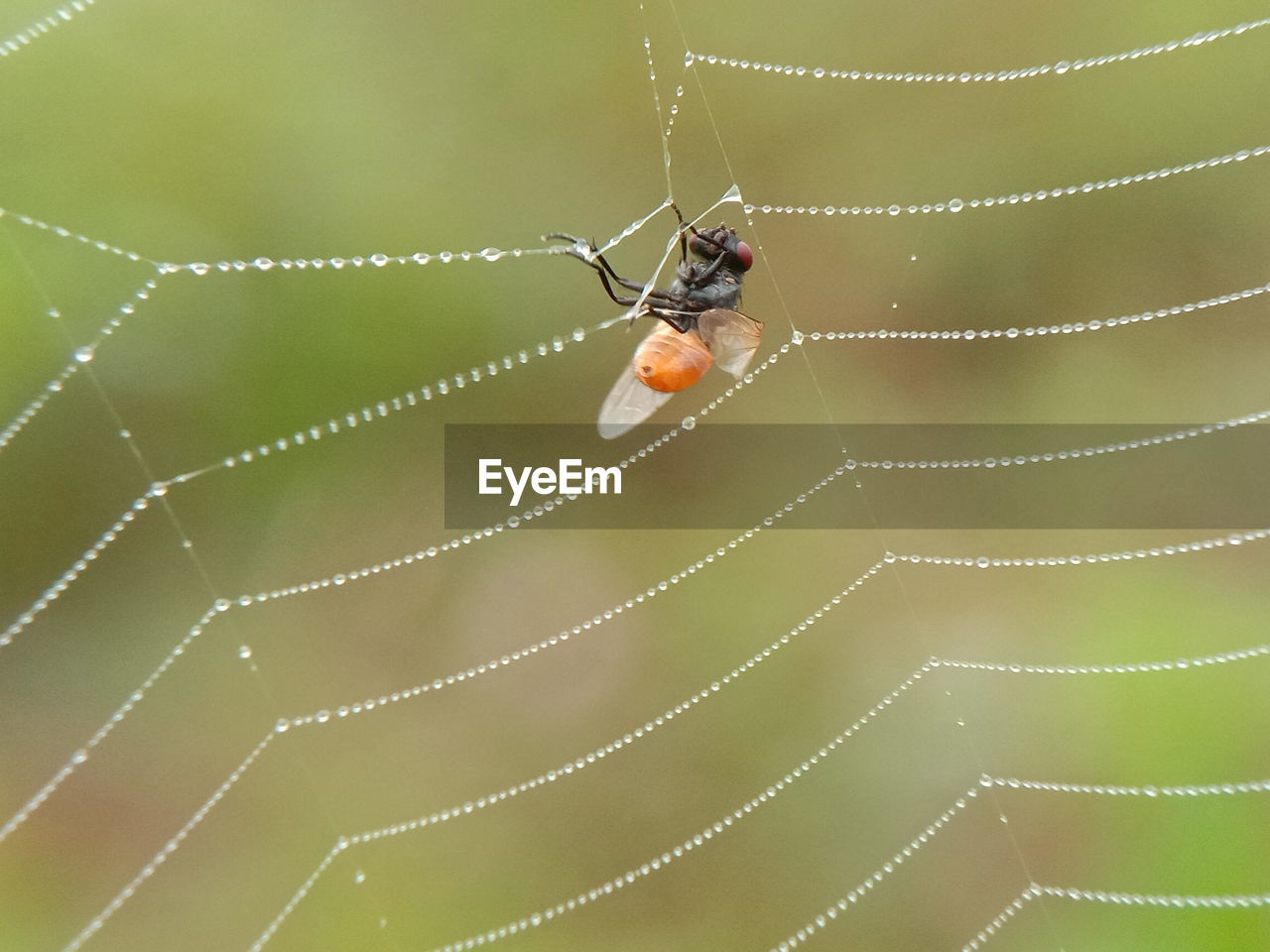 CLOSE-UP OF SPIDER