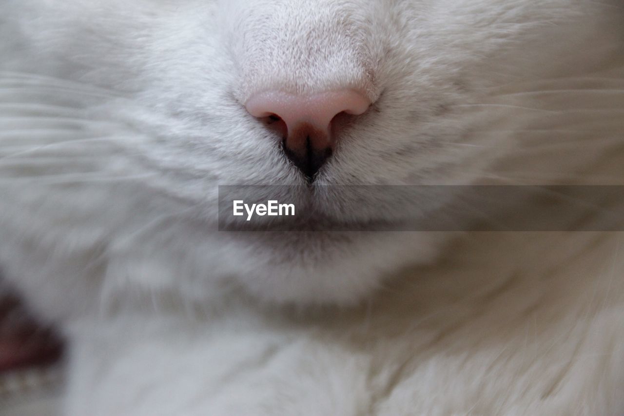 Detail shot of a cat