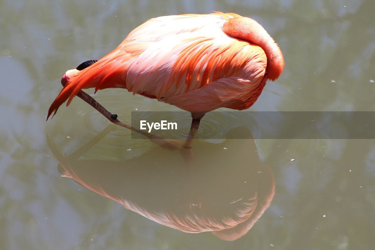 Close-up of duck in lake