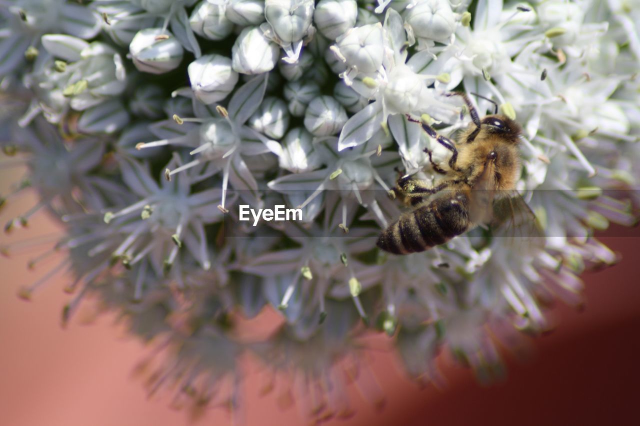 CLOSE-UP OF HONEY BEE POLLINATING FLOWER