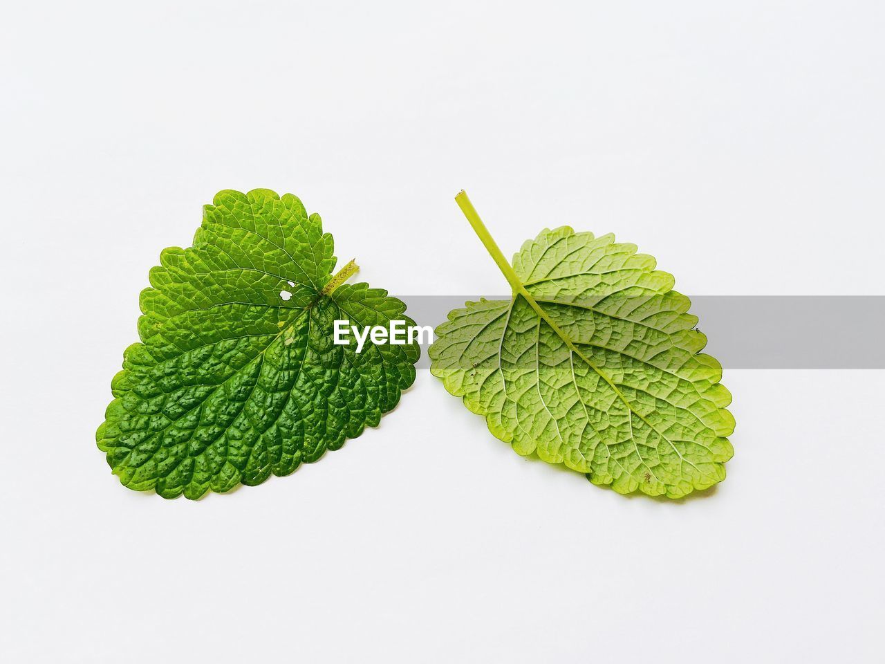 Close-up of lemon balm green leaves isolated on white background