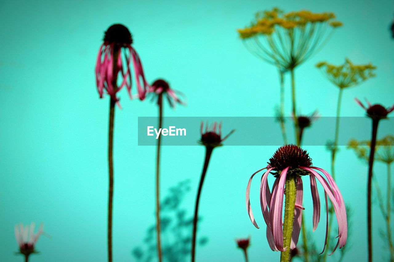 Close-up of flowers blooming against sky