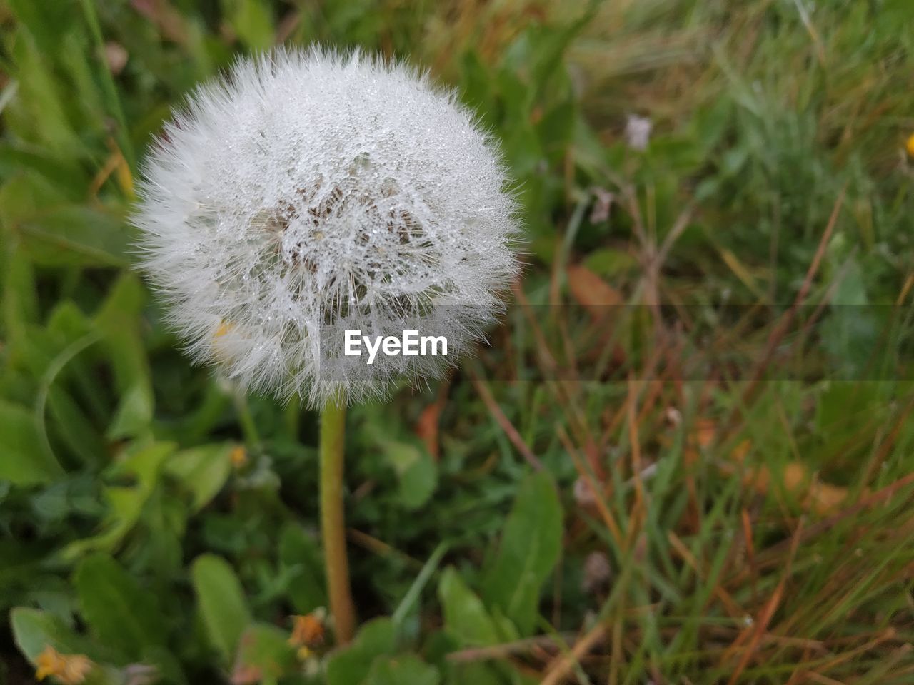 plant, flower, flowering plant, freshness, dandelion, fragility, close-up, beauty in nature, nature, growth, focus on foreground, white, no people, grass, inflorescence, day, flower head, land, wildflower, softness, green, field, outdoors, meadow, thistle, prairie, plant stem