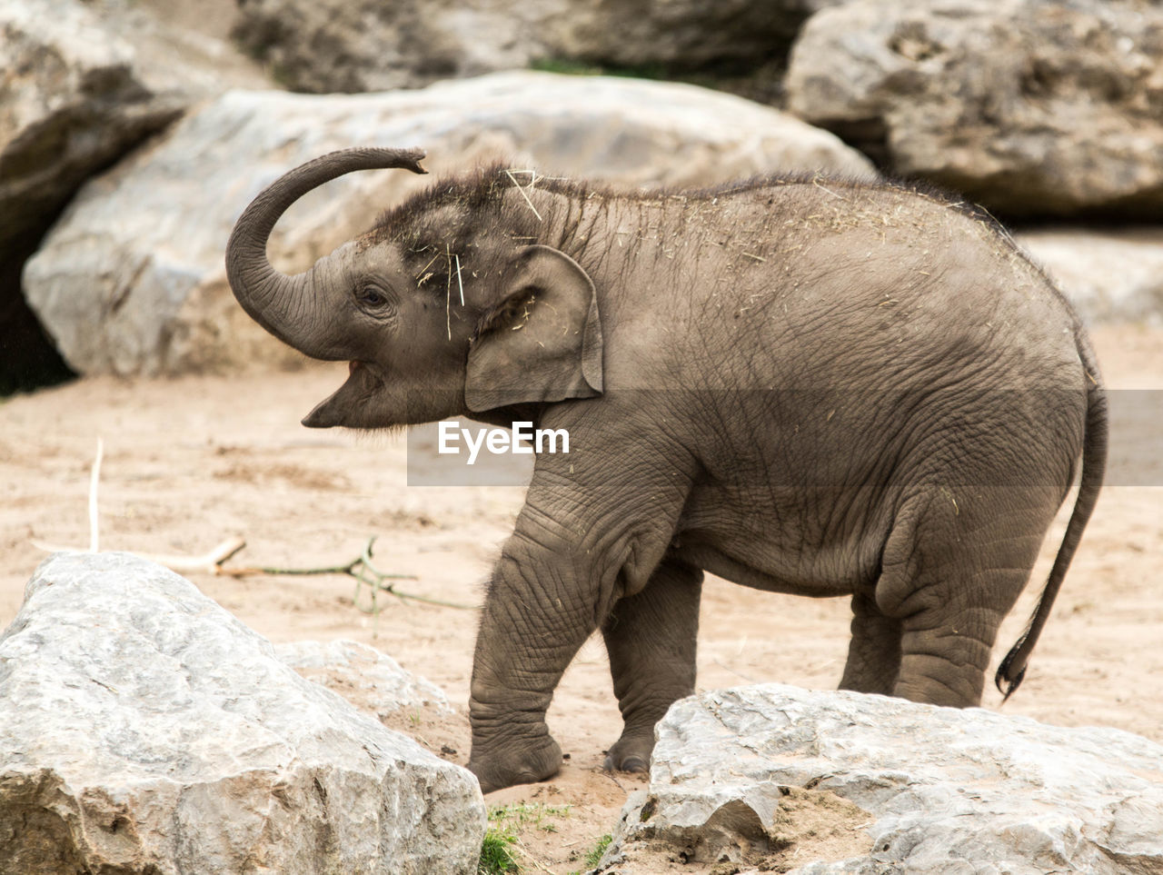 ELEPHANT IN ZOO