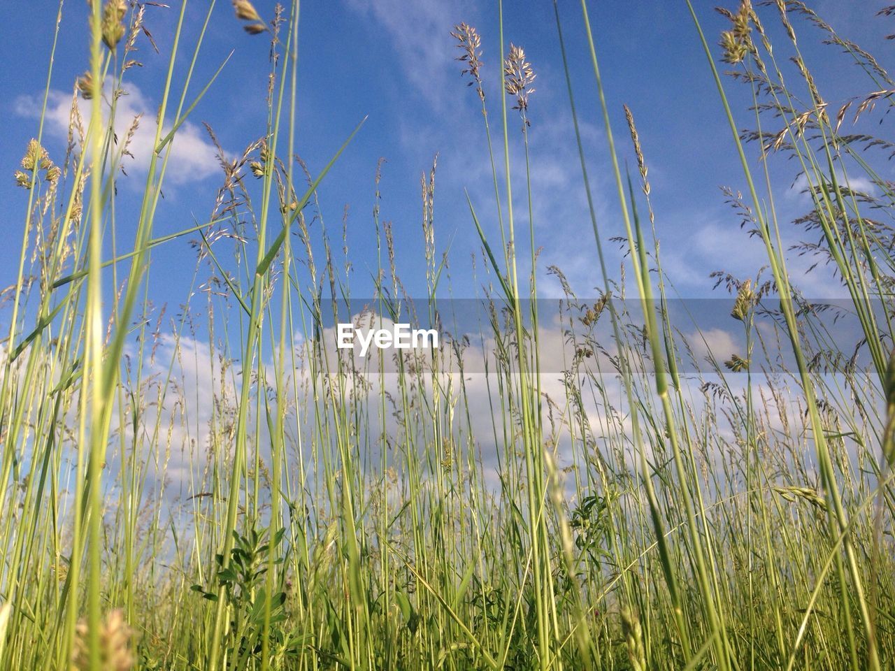 Low angle view of grassy growing on field against sky