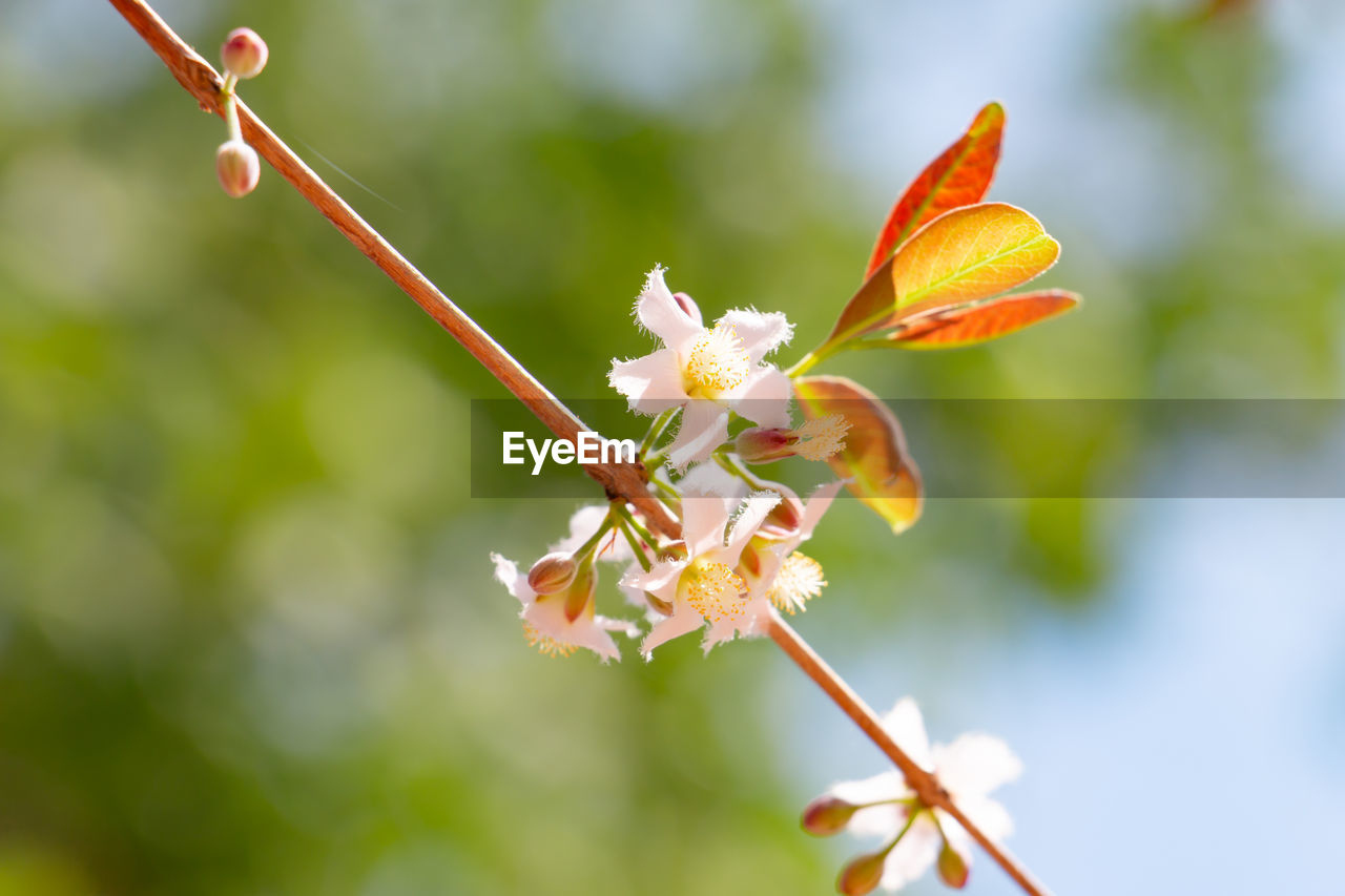 CLOSE-UP OF CHERRY BLOSSOM OUTDOORS