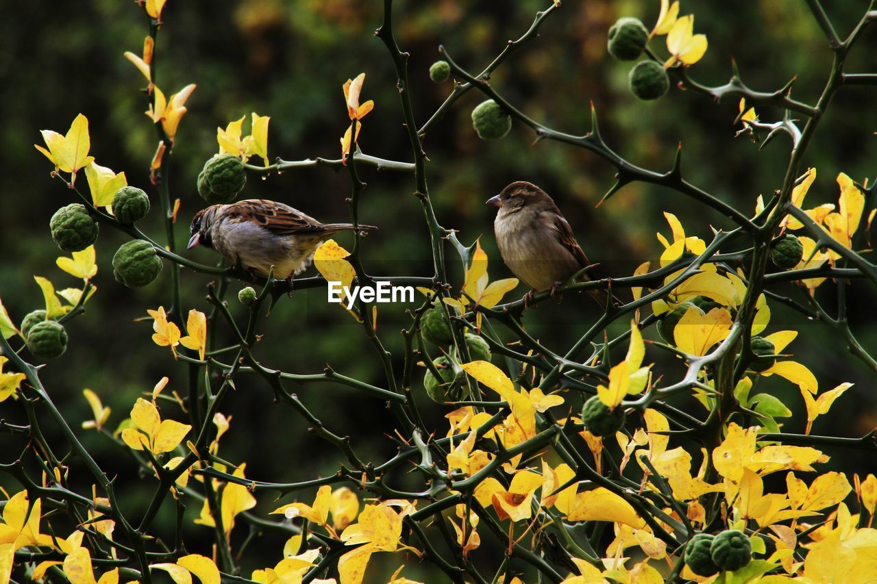 Sparrows perching on plant