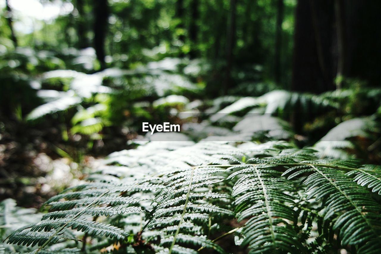Close-up of ferns in forest