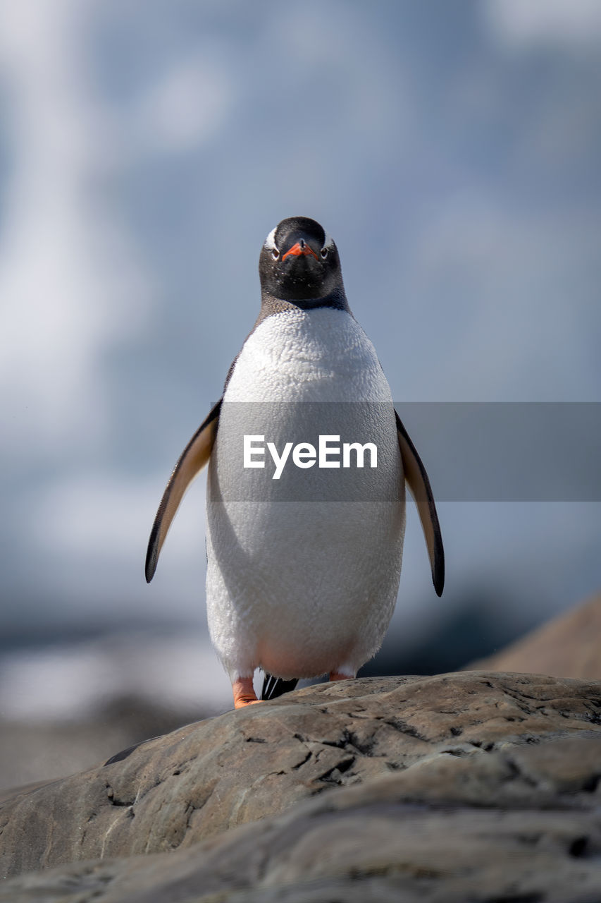 Gentoo penguin stands facing camera on rock