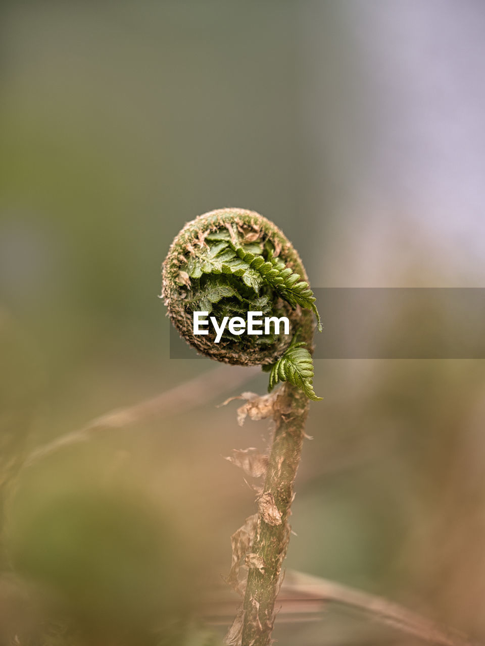 Close-up of spiral bud