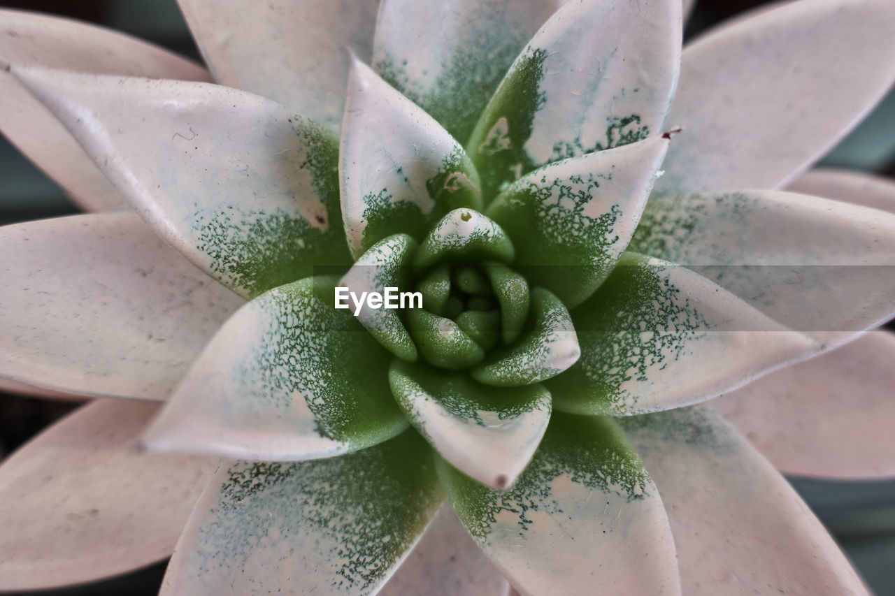 CLOSE-UP OF SUCCULENT PLANT IN WATER