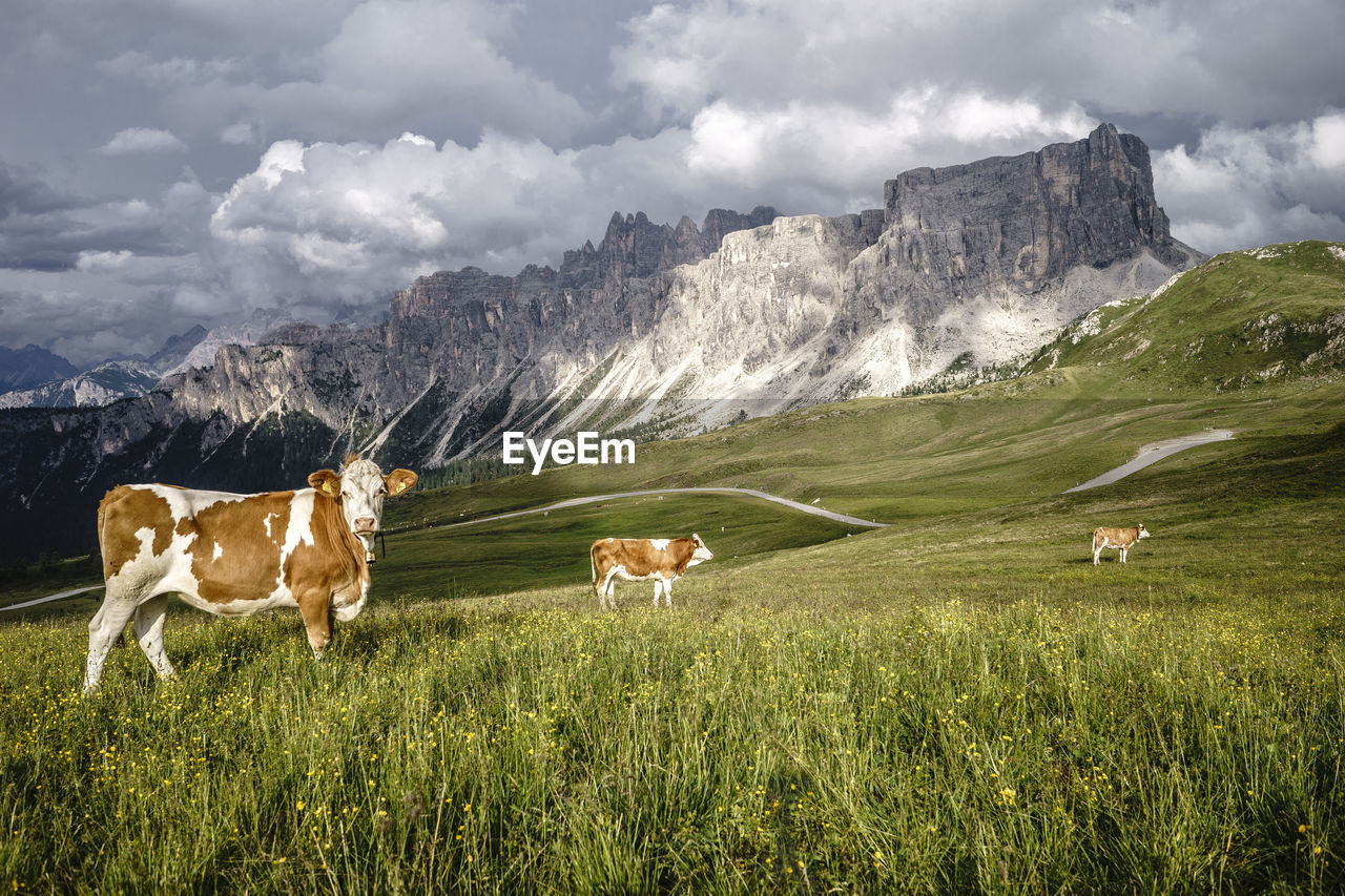 Cows grazing on field against sky