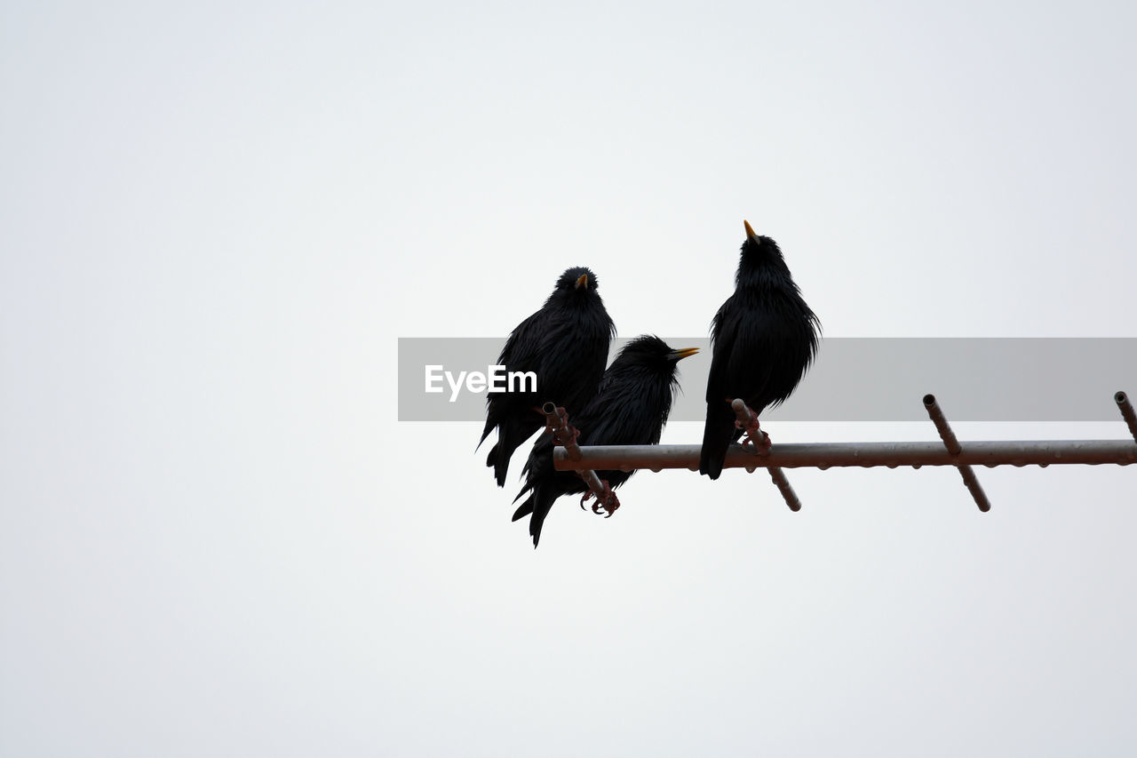 LOW ANGLE VIEW OF TWO BIRDS PERCHING ON CABLE