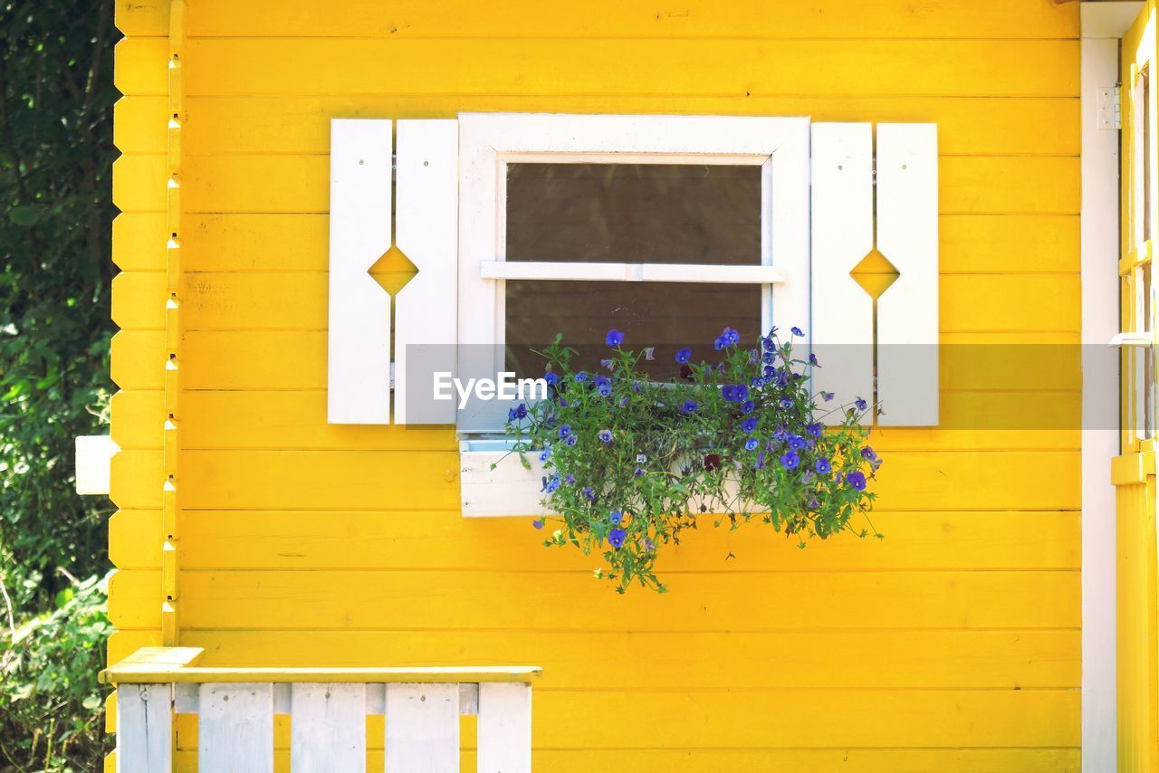 YELLOW FLOWERS AGAINST WINDOW