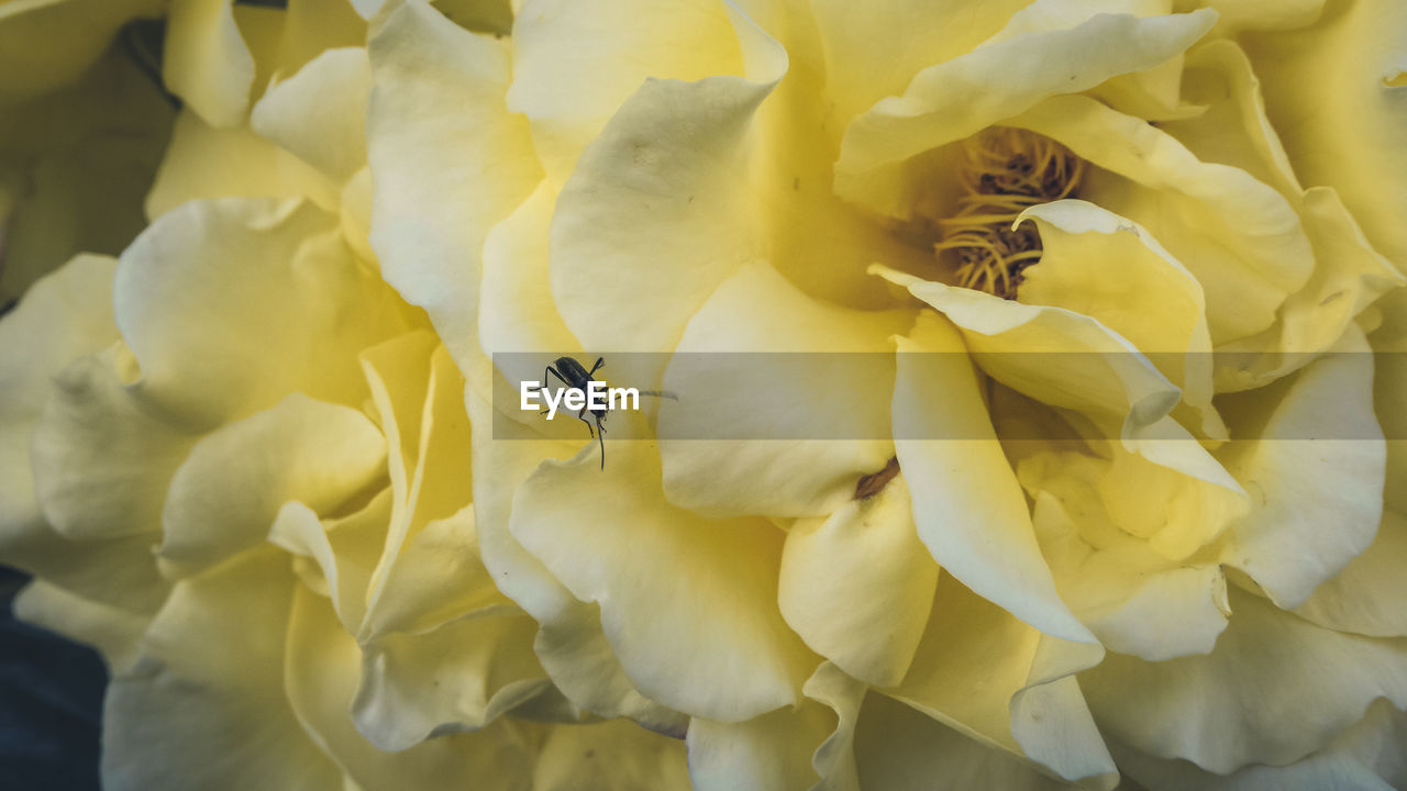 CLOSE-UP OF HONEY BEE ON YELLOW FLOWER