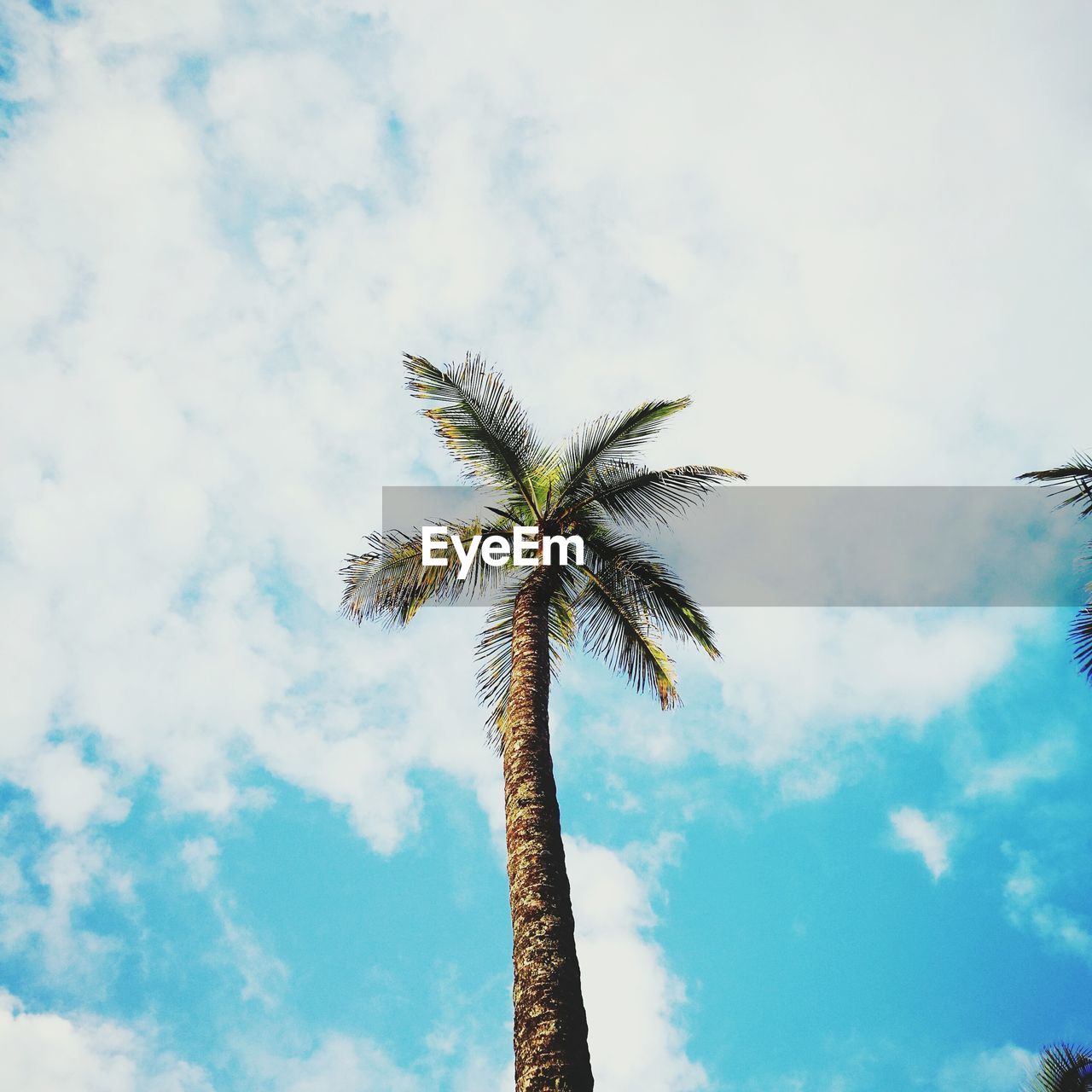 Low angle view of palm tree against sky