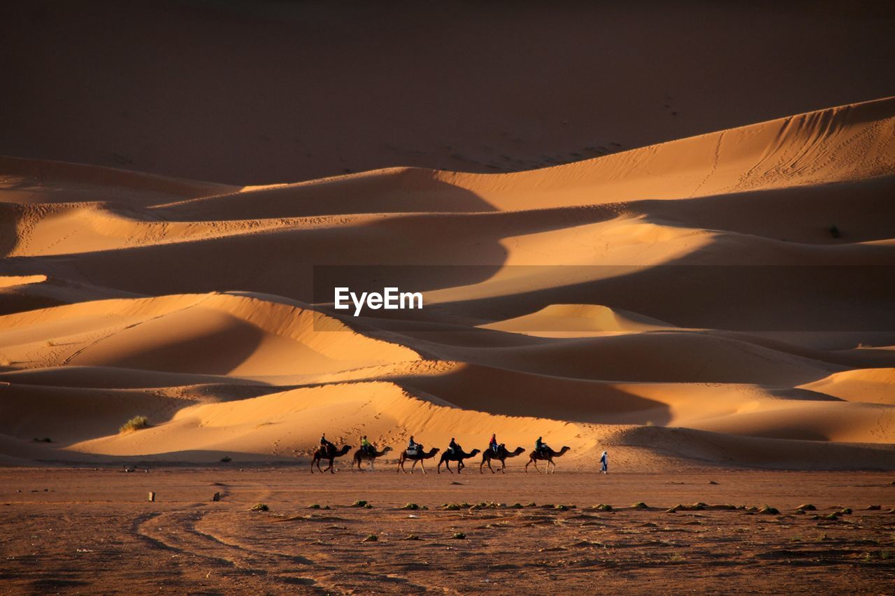 Scenic view of camels in desert