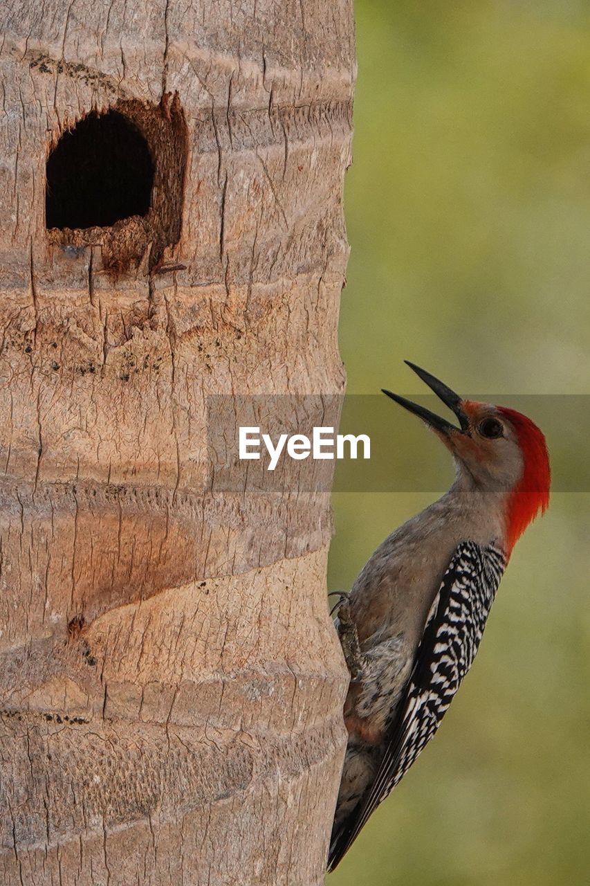 animal themes, animal, bird, animal wildlife, woodpecker, wildlife, one animal, beak, nature, no people, tree, outdoors, perching, day, focus on foreground, plant, animal body part