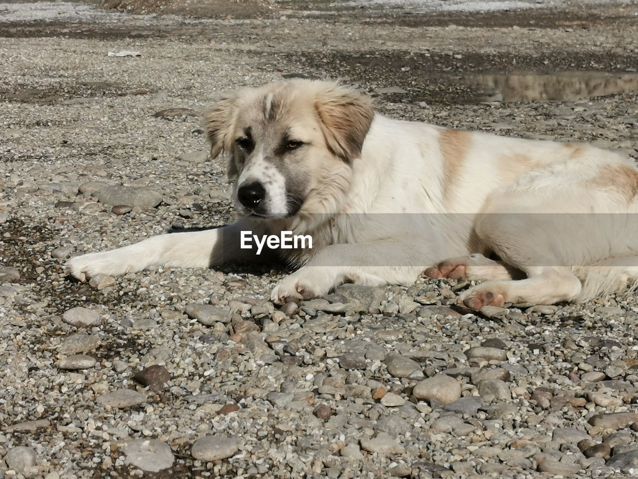 Portrait of dog sitting on field