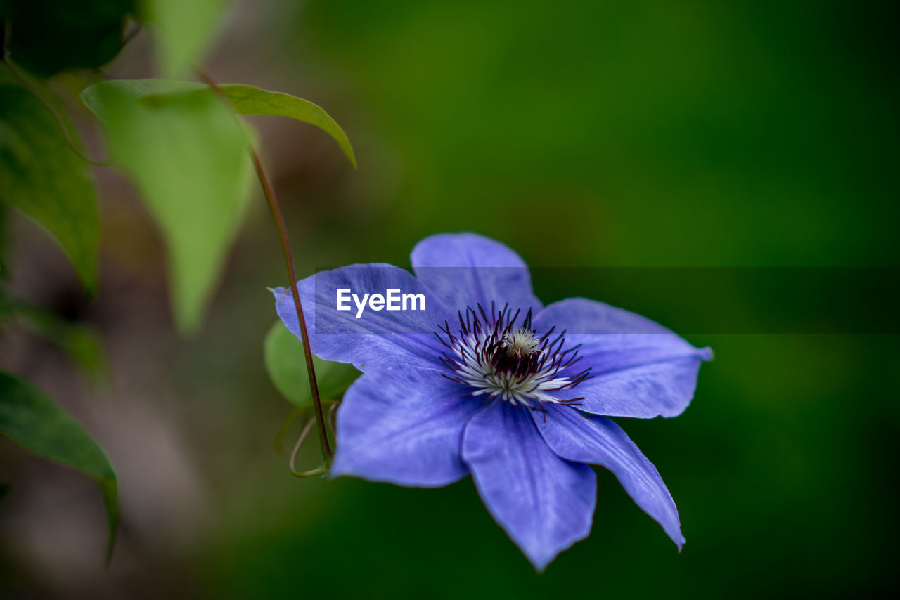 Close-up of blue flower