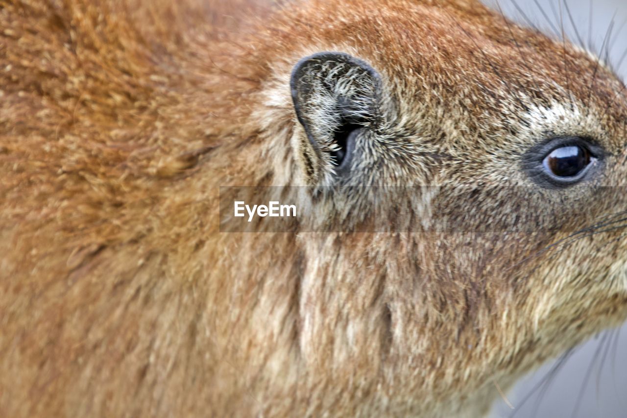 CLOSE-UP PORTRAIT OF A LION