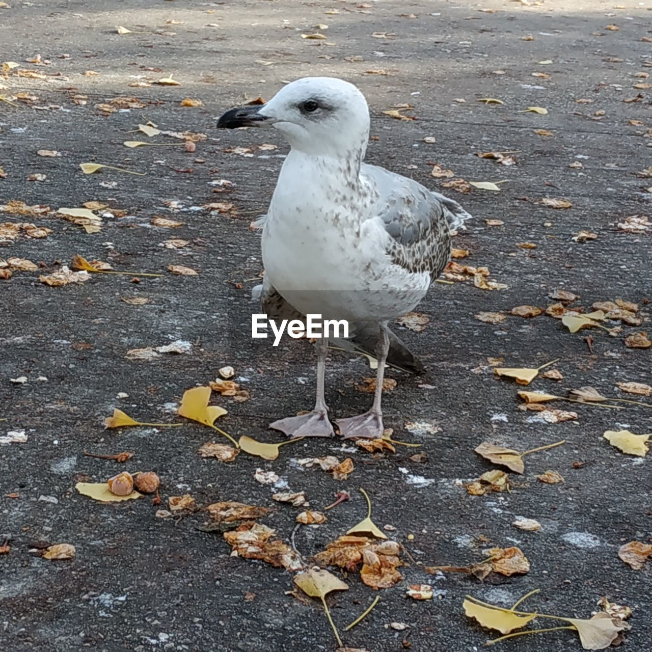 HIGH ANGLE VIEW OF SEAGULL ON ROCK