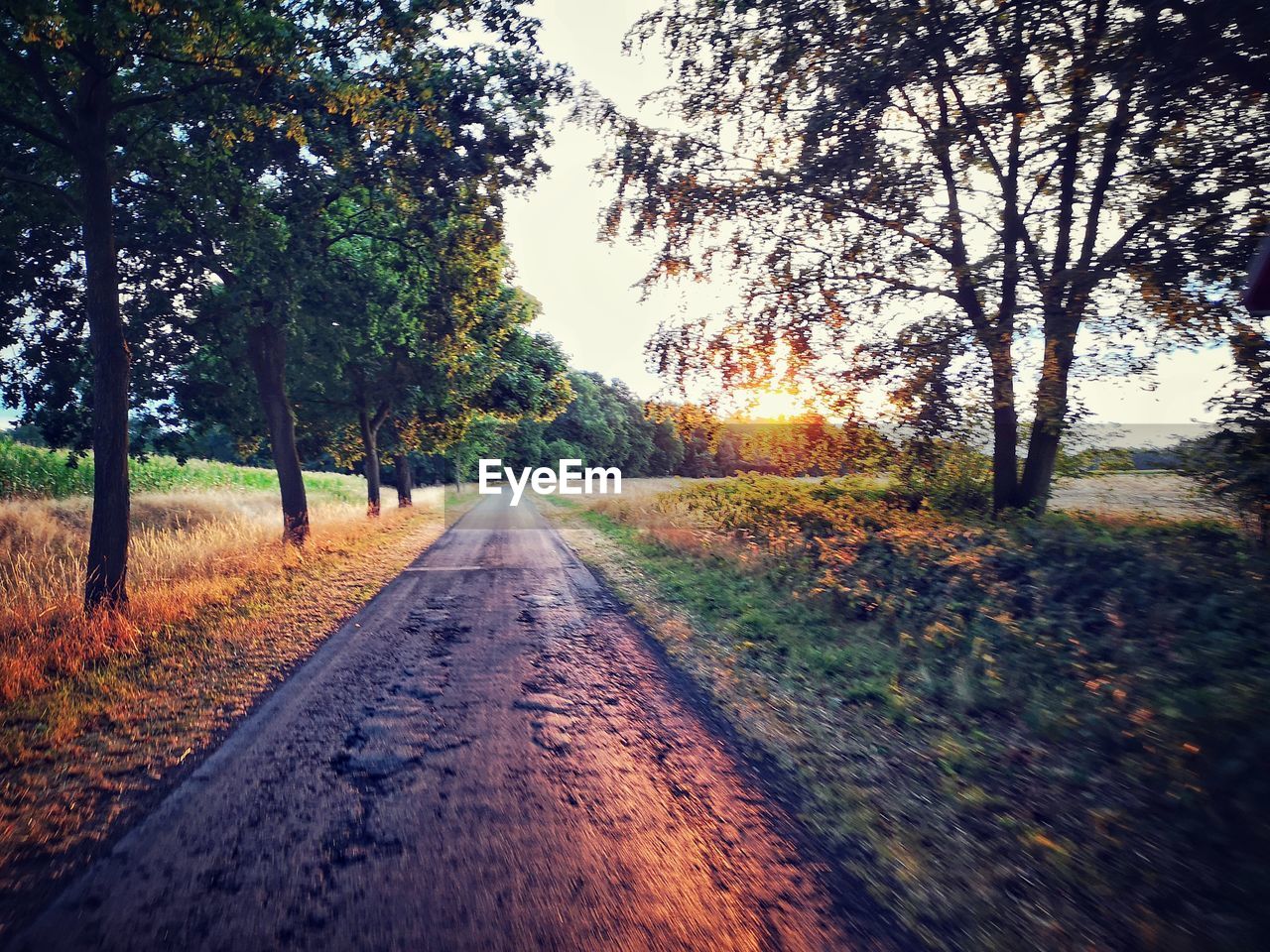 SURFACE LEVEL OF ROAD ALONG TREES