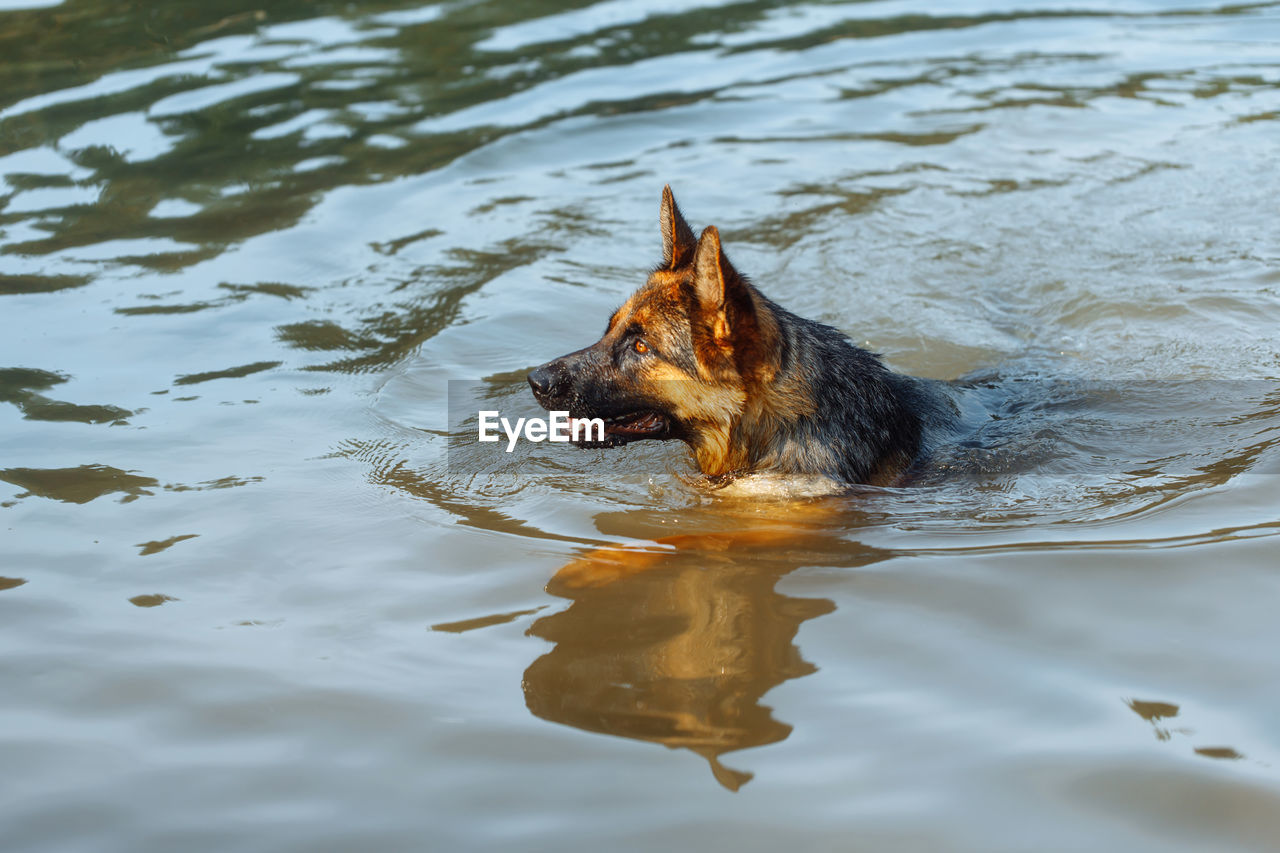 high angle view of dog swimming in lake