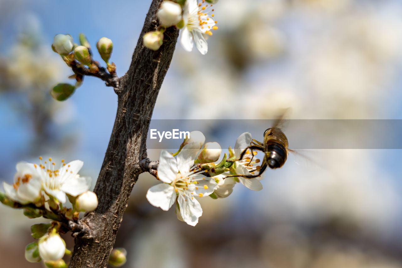 plant, flower, spring, macro photography, close-up, flowering plant, blossom, branch, beauty in nature, nature, freshness, tree, focus on foreground, springtime, growth, fragility, produce, no people, food, yellow, food and drink, outdoors, day, fruit, selective focus, flower head, white, twig, sunlight