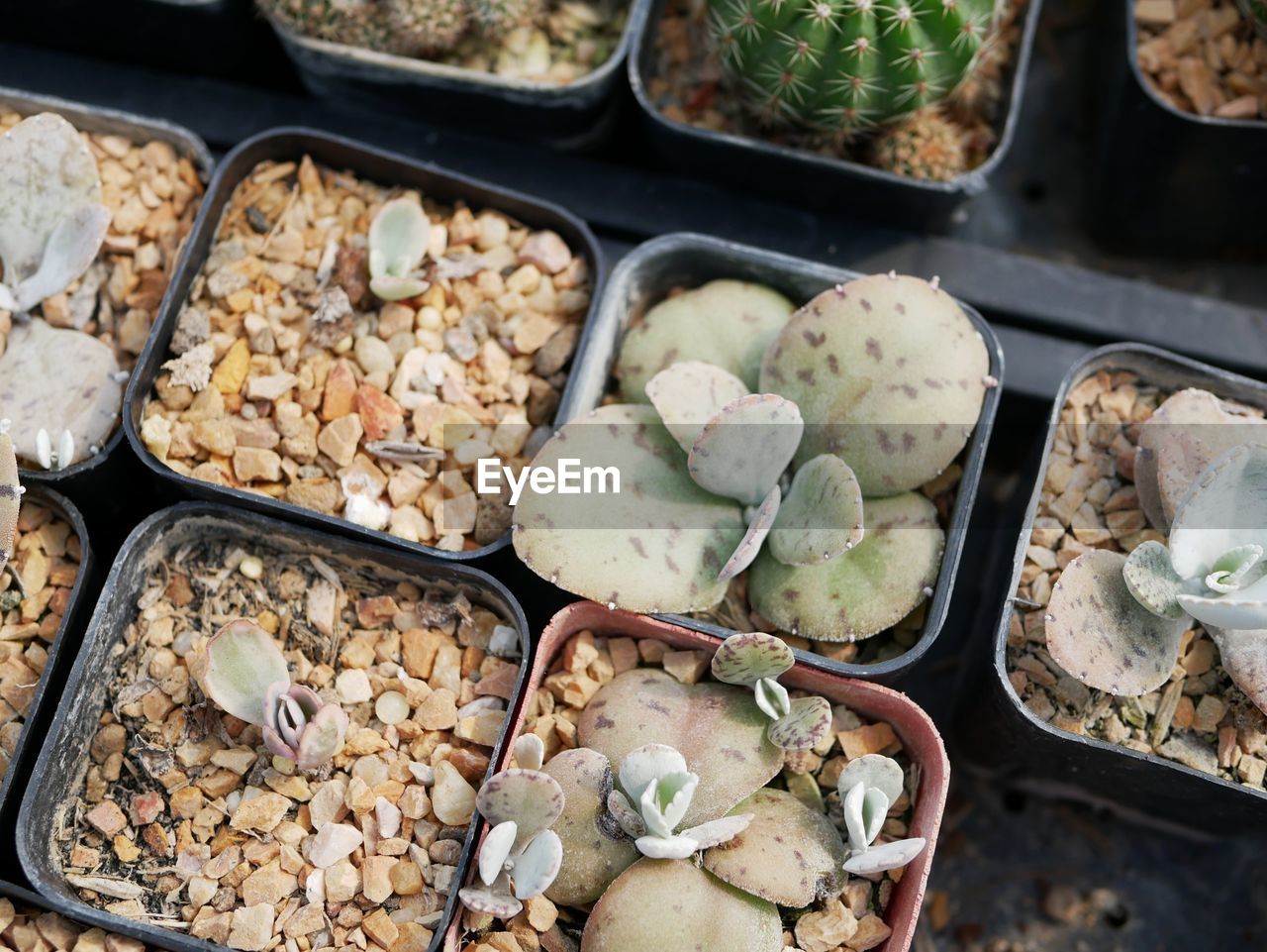 High angle view of food for sale