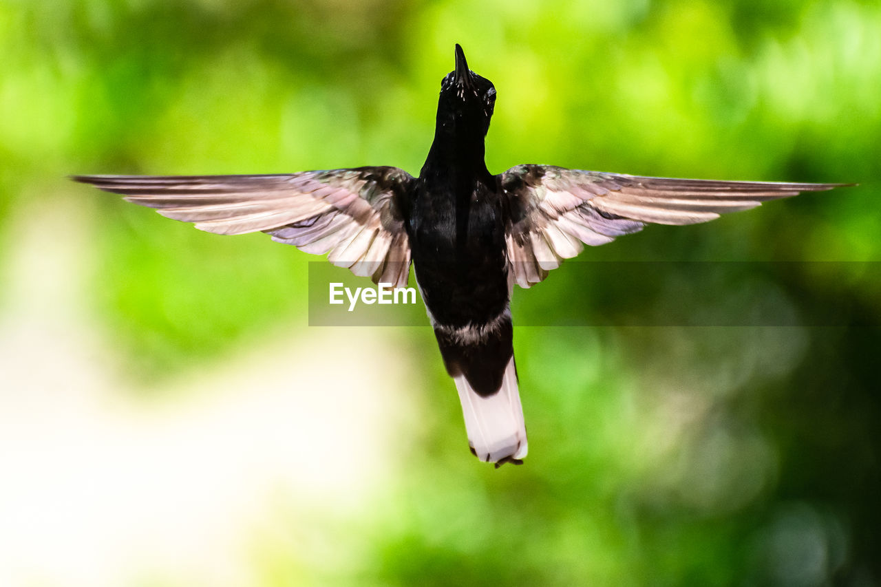 VIEW OF BIRD FLYING