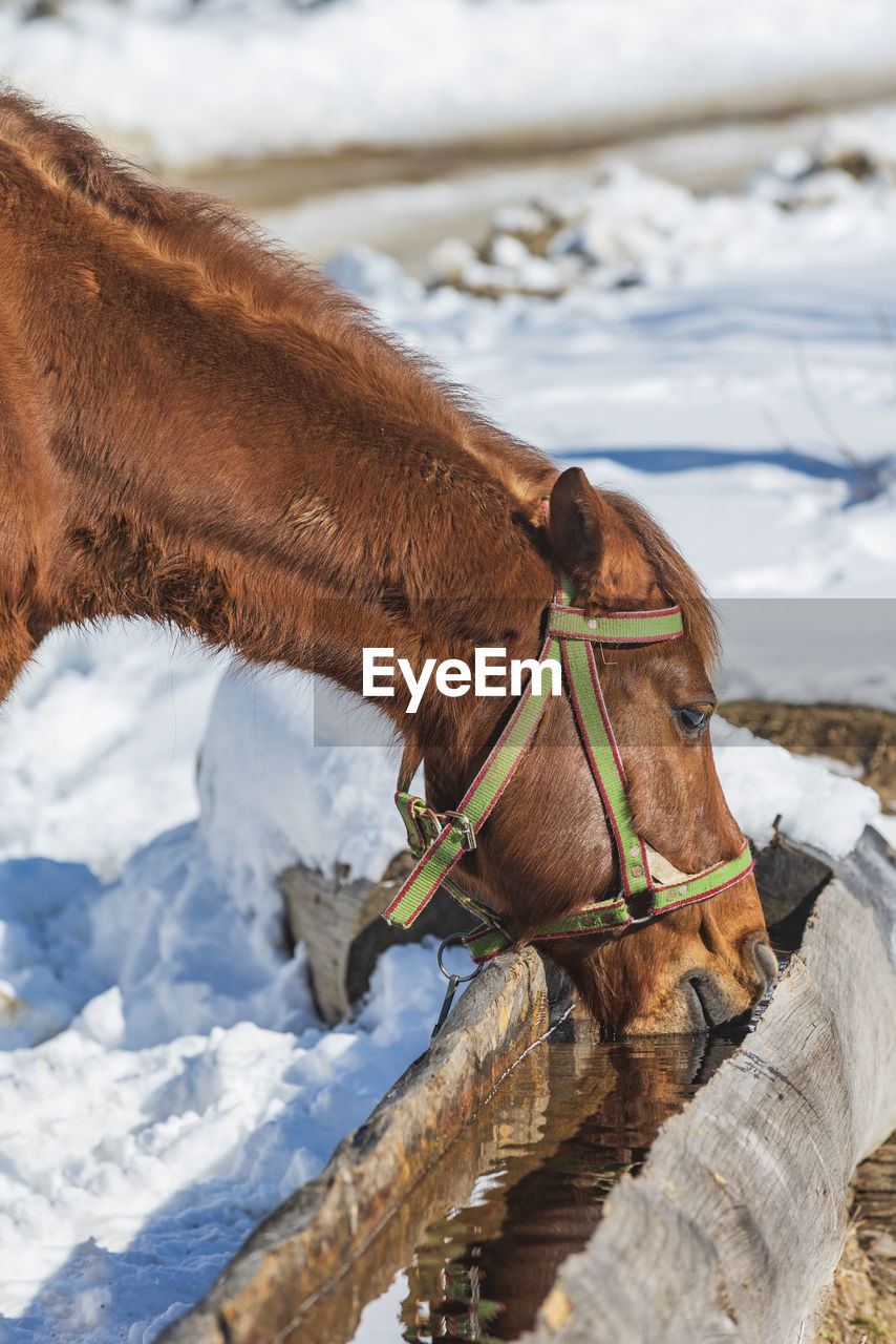 VIEW OF A HORSE ON SNOW