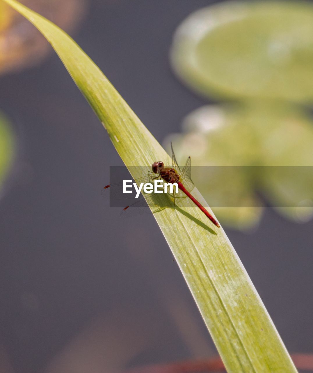 INSECT ON LEAF