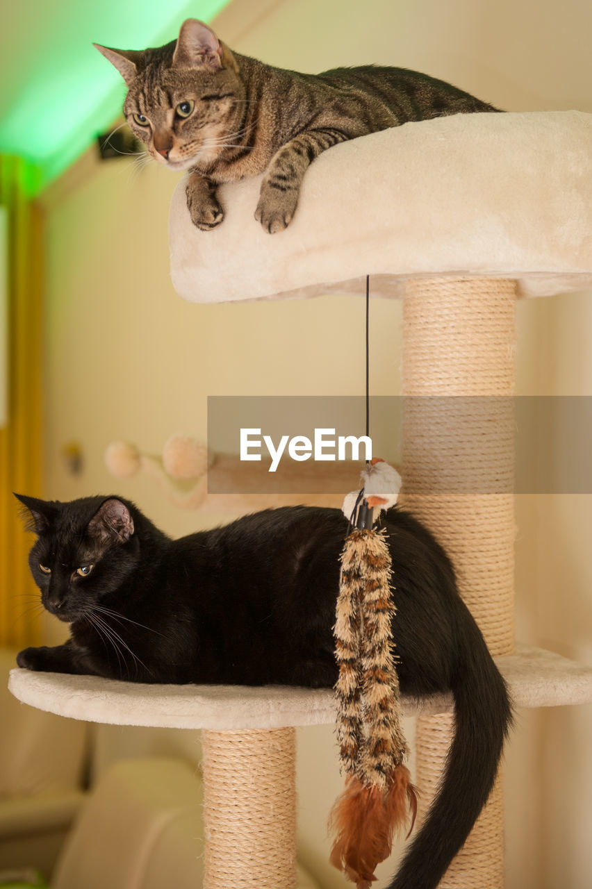 PORTRAIT OF CAT SITTING WITH KITTEN
